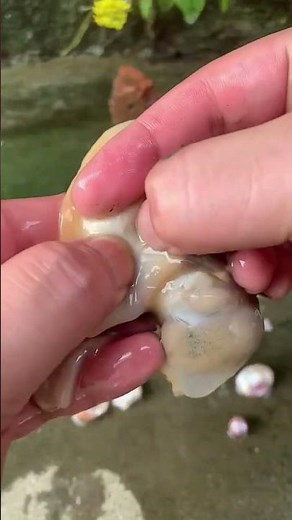 The process of extracting pearls from pearl clams