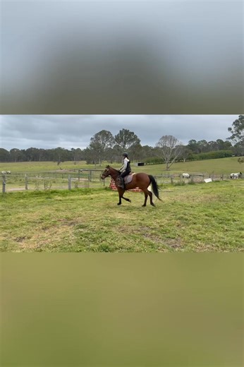 Melly “ everly girl “ 12 yr old LOCATED MORUYA NSW This mare has done it all raced then went to pony club and shows with the trainers daughter then had a few foals and sat in padock last few years She has been brought back into light work by intermediate 14 yr old teen girl with no drama Melly is 16hh with lovely conformation and a stunning head she is kind and easy to do anything with and is completely vise free Legs yeilds collects correct canter leads jumps it’s all there just a bit rusty has