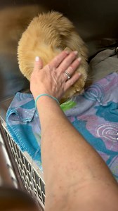 SWEET VIDEO OF SIMBA KATO! We received an update from Hedy at one of our favorite vets, Camino Pet Hospital, late this afternoon with an update on Simba Kato, who she describes as just the sweetest boy. Despite a stuffy nose and lots of drool, he's eating well and hanging in there. The fluid therapy is given him a boost, for sure. As you can see, he's very responsive to pets and attention. She's been baby-talking him like crazy, and he responds with biscuit-making. We have no idea what his life 