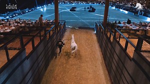 16 reactions | Arguably, something never seen before in the Arabian horse industry ... KIAHF put together a dream offer, a collection of once-in-a-lifetime opportunities including the blood of World Champions and some of the finest horses of the breed, alongside proven broodmares and young prospects. The prestigious and much-anticipated KIAHF Auction is back, greater than ever. Join us on February 4th for a night to remember forever! | Arabian Insider | Facebook