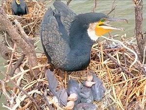 Great cormorant bird caring for its chicks #birds #video #nature #cutebaby | Wild BIRDS
