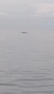 WATCH: Mga dolphins na sip-eatan sa bay-bayon it Bakhaw Sur, Kalibo makaron nga adlaw September 17, 2023. 📸 Dro Pejana Dela Rosa | Barangay RU 92.9 Super Radyo Kalibo