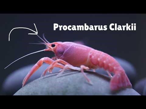 Sexing Sakura Pink Crayfish | Ross Baltimore PT 2
