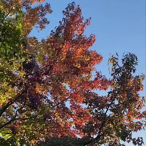 🍁 This is by far, our favourite time of the year up at the farm! 🍁 Cold mornings & hot fires to start the day, the leaves of the liquidambars & maples changing colour & starting to fall… And finding appreciation for the warmth of the sun more & more as the weeks go on ✨ Change of season is the best 🙏🏼 ________________________________ 📍 Freeman’s Organic Farm: 618 Tomewin Mountain Rd Currumbin Valley QLD 4223 ⏰ Cafe Nook, Farm Market & Lookouts Open: Fri & Mon 8am-1pm Sat & Sun 8am-2pm 🌿 Ve