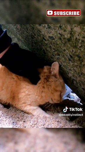 BeastlyInstinct on TikTok