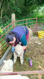 Worming lambs #livestock #cow #cattle #food #milk #milking #nature #natural #homemade #diy #creative #animals #art #craft #countryside #countrylife #countryliving #selfsufficiency #farm #farming #poultry #eggs #chicken #hens #chickens #sheep #ewe #lambs #worming | Welsh cottage by Zina