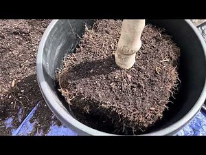 The easiest way to root prune a fig tree! 🤯