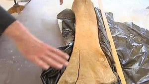 How to spot a wooly mammoth tibia
