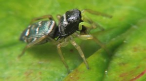 File:Heliophanus sp - 2013-06-03.webm - Wikimedia Commons