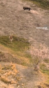 hayna #WildernessExploration #WildlifeEncounters #NatureLovers | Minimum Market