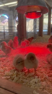 These little chicks are just too adorable as they cuddle up for warmth. 🐣🔥 | Colorado State Fair