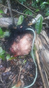 beheaded video- brazil drug gang beheads a woman and her son rival gang members - XGore - Extreme Gore Videos