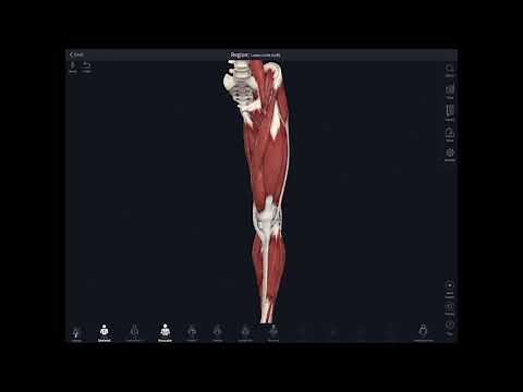 Lockdown Anatomy with Prof Alice Roberts #11: Muscles of the thigh