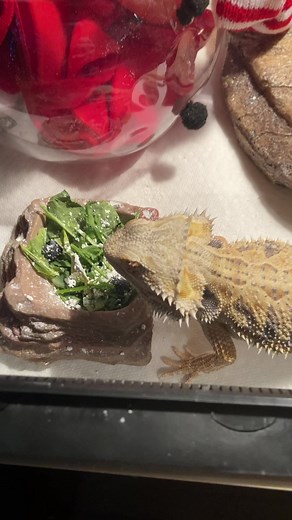What do i do daily for my reptiles? #reptiles #lizards #beardeddragon #exoticpets #crestedgeckosoftiktok #fyp #fypシ #ohio #viral #reptilekeeper #hermitcrab #reptileAmbassoder