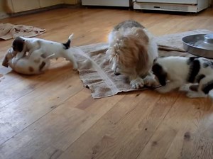 Une famille de Petit Basset Griffon Vendéen (vidéo)