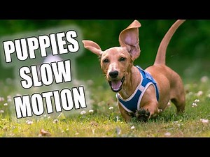 Cute Dachshund Puppies SLOW MOTION