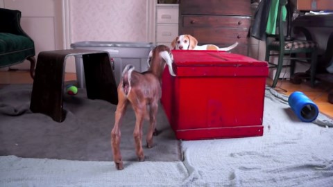 Dog and Baby Goats Play an Adorable Game of Hide & Seek