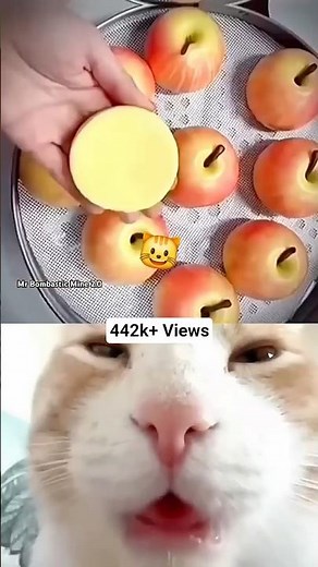 MR BOMBASTIC TALENTED 💥 #shorts #tiktok #cat #mrbombastic #mishaxramovi naruto | MrBombasticMine2.0