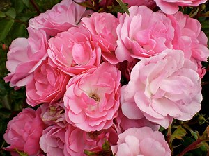 The Best Types of Roses for Every Gardener to Plant
