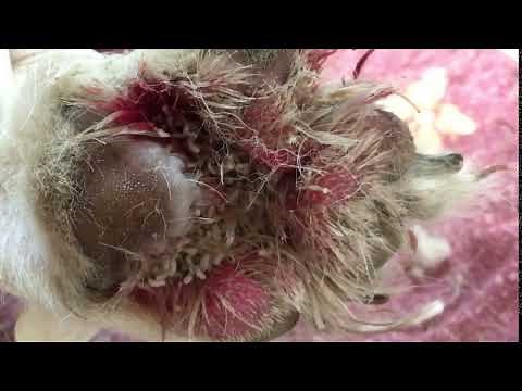 Maggots in dog paw - Veterinary Video