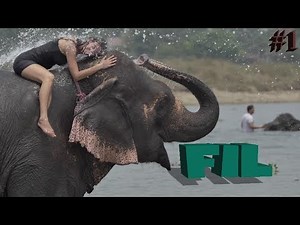 Fil Çiftleşmesi | DEVASA HAYVANLAR SERİSİ #1