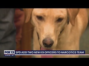 Seattle Police adds two new K9 officers to narcotics team | FOX 13 Seattle