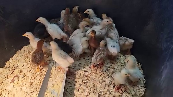 There are 25 straight run barn yard mix of chicks available. They arrived last night. Come by and see these cuties!!! $3.00/ea. - Jen | Edwards Feeds, Inc