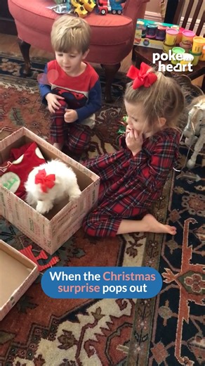 13K views · 109 reactions | Joy popped out when the wrapping came off #surprise #pets #gifts | Poke My Heart | Facebook