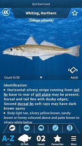 What is the legal size for whiting in Qld? [2025] | QAQooking.wiki
