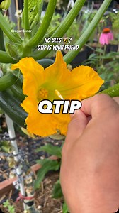 4.6K views · 689 reactions | No bees?  Qtip is your friend to manually pollinate zucchinis or pumpkins #gardening #vegetablegardening #raisedbedgardening #deogardener #fyp #motivation #inspiration | Deo N A Valenzuela | Facebook