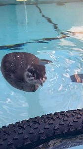 1.1K views · 50 reactions | Remember this little cutie? 凉 This horned grebe chick arrived back on August 1 after being confirmed orphaned. While they grew quickly, they did contract a respiratory infection that extended their time in care. Thankfully, some time on medication, this little grebe was released on October 1, 2024! #AIWCPatientStories | Alberta Institute for Wildlife Conservation | Facebook