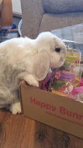 5.8K views · 179 reactions | Not your average 9-5! The perks? Happy Bunny Club goodies! 勺 _______________________________________  IG: Otis_and_lunabuns   Join the Happy Bunny Club and indulge in a monthly delivery filled with toys, treats, and guaranteed bunny fun!  | Happy Bunny Club | Facebook