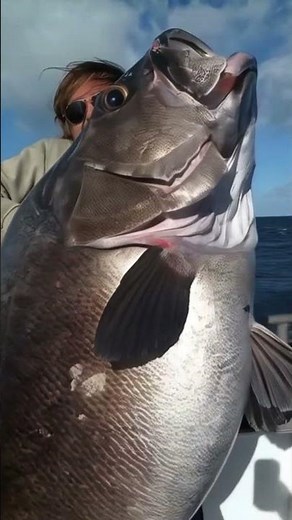 Huge Wreckfish! ⚓ Unbelievable Catch!