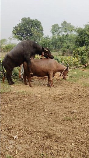 Buffalo Breeding Education | Bull Mating Behavior on Farm | Animal Husbandry Learning