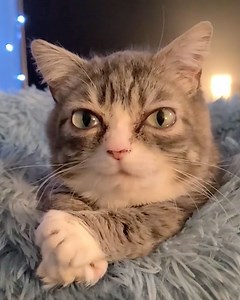 Winky was born with dwarfism and remains kitten-sized even in adulthood! 🥹❤️ | Cats.com