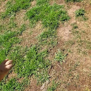 37 reactions · 15 comments | "Swimming pool" introduction | Harlie's Ride French Bulldogs | Facebook