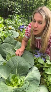 2.4K views · 533 reactions | If you see holes in your cabbage leaves, there’s probably a caterpillar nearby. No need to find a spray, just start searching until you find them I do this at least once a week in my garden to keep all my plants healthy☺️ If you want to know exactly what to do every time you go out to the garden, you need my Warm Season Planner. Comment PLANNER and I’ll send you the link to get yours to your DMs! | Gardenary | Facebook