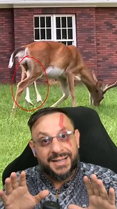 732K views · 5.4K reactions | Veado com seis patas? #biologohenrique #animais #bichoesperto #biolo | Biólogo Henrique o Biólogo das Cobras | Facebook