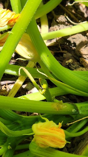 Got a visit from the pest control company today. Luckily they take payment in the form of bugs #homestead #backyardgarden #garden #lizard #pestcontrol | The Amateur Holmesteader
