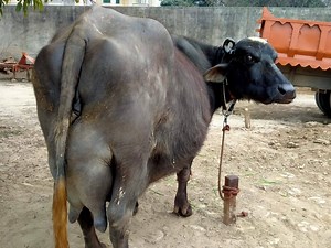 171K views · 1.3K shares | Top Class Nili Buffaloe Available | Ajmal Hameed TV | Facebook