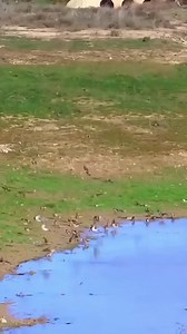 977K views · 28K reactions | Group bathing of goldfinches in nature ❤️ #goldfinch #hunting #nature #jilguero #chardonnermajor #carduelis #المقنين #freedom #Bird_bath #birds #cage #breeding #Algeria #Morocco | Wild Bird Beauty | Facebook