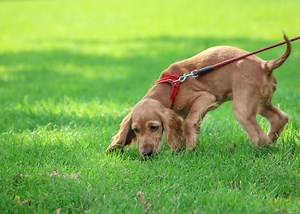 How to Stop Your Puppy From Sniffing Everything on Walks! — The Puppy Academy