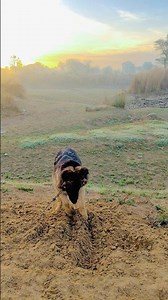 German Shepherd Dog video🐕❤️#shorts #germanshepherd #subscribe #viral #trending #love #youtubeshorts