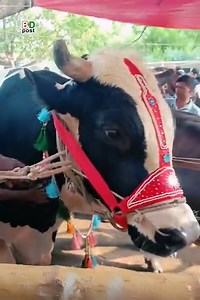 143K views · 1.9K reactions | বগুড়ার বনানী হাটে ১১ লক্ষ টাকার বাহাদুর | BD POST | Facebook