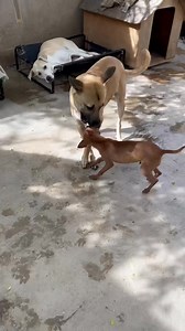 2.1K views · 85 reactions | #adopcionresponsable | Rescate Fenix AC | Facebook