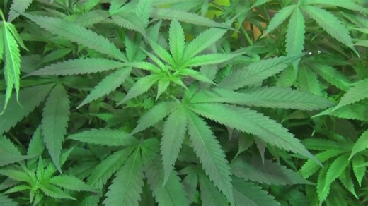 CU Boulder study tests CBD as treatment for cannabis dependency