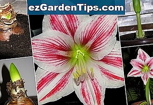 Kako posaditi lukovice Begonije 🌱 Savjeti Vrtlari - Hr.ezGardenTips.com