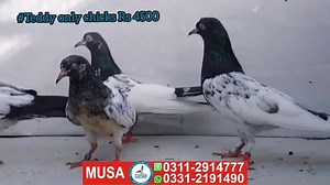 #Teddy only chicks Rs 4500 karachi | Pigeon Gallery