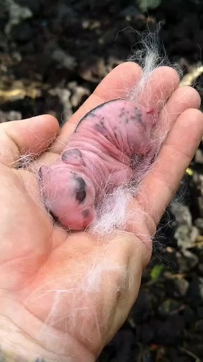 Mackie#thebomb on TikTok