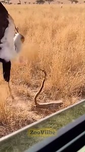 “The Most Brutal Bird vs. Snake Battle Ever Caught on Camera | ZooViibe